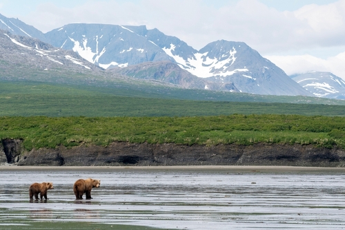 Bear Viewing & Wildlife Encounter in Ketchikan, Alaska
